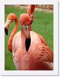 Flamingos (9) * 576 x 768 * (41KB)